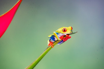 Tree Frog