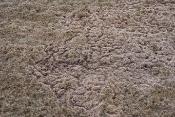 Trails in lawn after snowmelt created by rodents during winter