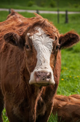 Cows head close up in farm field