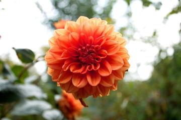 Beautiful flower in the garden