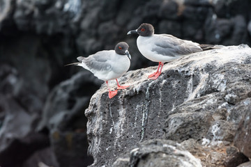 A pair of Swallow-tailed gulls (Creagrus furcatus) during breeding season in the Galapagos Islands.