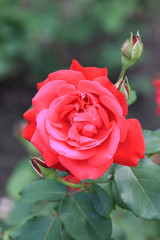 riot of flowers in the summer park