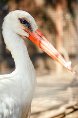 portrait of a white stork