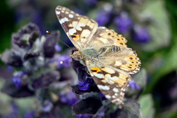 yellow butterfly on purple flower in garden 