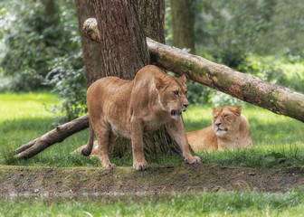 Obraz premium Lion pack. Portrait of lionesses in safari park