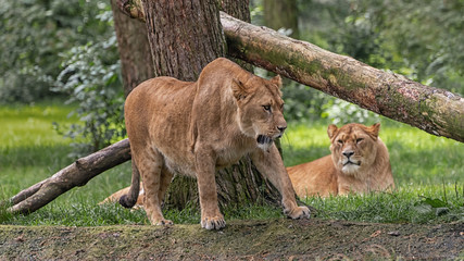 Lionesses are resting. Landscape in safari park