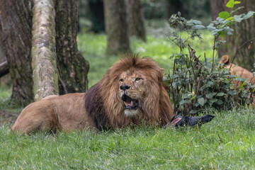 Lion, a muscular, deep-chested male cat with a short, rounded head, a reduced neck and round ears,...