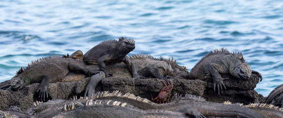 Obraz premium Marine iguana (Amblyrhynchus cristatus)
