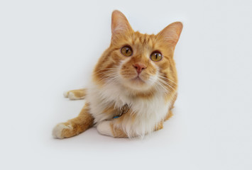 Orange cat on white background