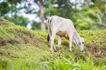 Fototapeta premium cow on a meadow