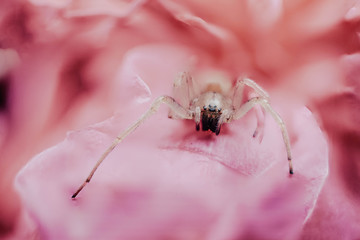  Spider on a flower macro world