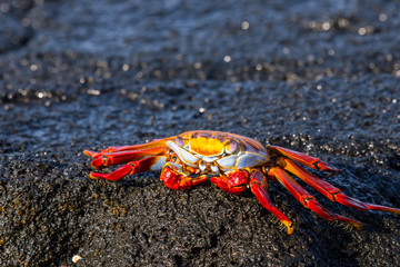A brilliantly colored sally lightfoot crab (Grapsus grapsus)