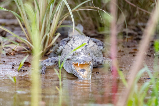 crocodile on bank