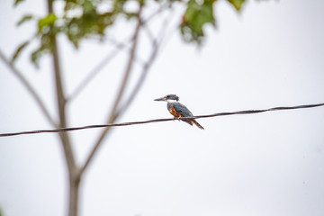 Kingfisher on power line