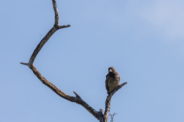 A Darwin finch perched in a tree on Isabela Island, Galapagos Islans, Ecuador.