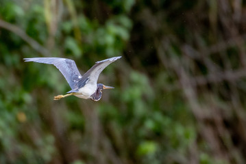 bird in flight