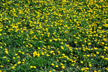 Background and texture of a field of yellow dandelion flowers. 