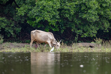 cow in water