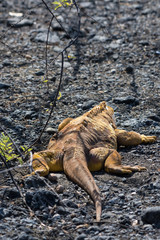 Rear view of a Galapagos Land Iguana (conolophus subcristatus) on the ground in the Galapagos Islands.