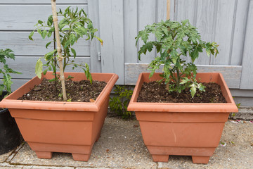 Tomatoes plant growing in plastic box in a garden during spring