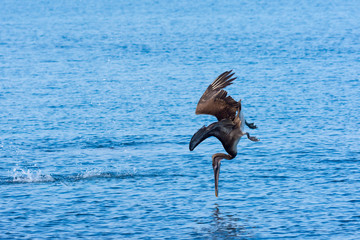 Brown Pelican (pelecanus occidentalis) diving straight down into the ocean off the Galapagos Islands, Ecuador..