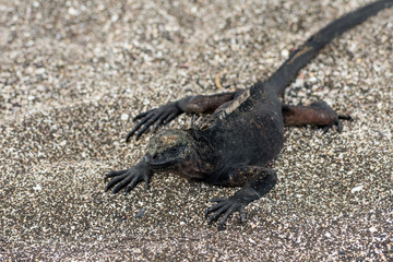 Marine iguana (Amblyrhynchus cristatus)