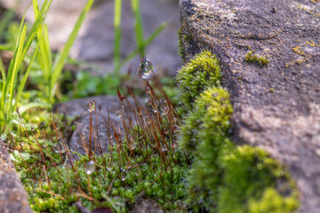 moss on tree