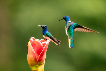 Hummingbird