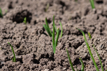 green sprout of onions growing out of the ground