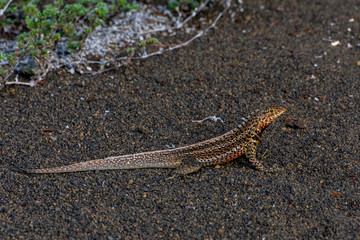 A Lava Lizard (Microlophus albemarlensis) on a black sand beach in the Galapagos Islands, Ecuador.