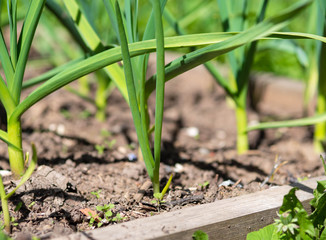 green garlic sprouts grow from the ground