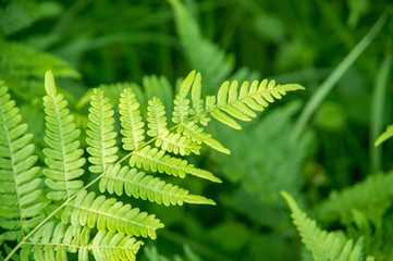 Paproć © Rafal Lechowicz