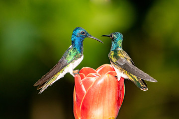Hummingbird