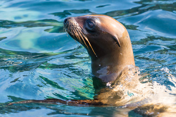 Obraz premium A Galapagos Sea Lion (Zalophus wollebaeki) swimming on top the surface of the ocean.