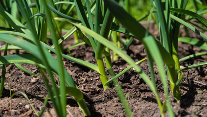 green garlic sprouts grow from the ground