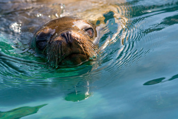 Obraz premium A Galapagos Sea Lion (Zalophus wollebaeki) swimming on top the surface of the ocean.