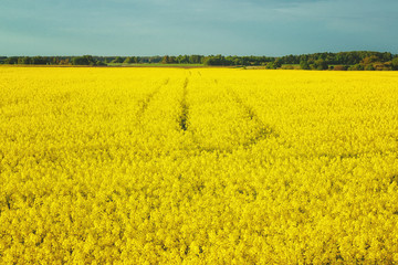 Incredible landscape with a yellow field of radish on a sunny day against the blue sky with clouds