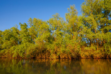 Danube Delta in the springtime