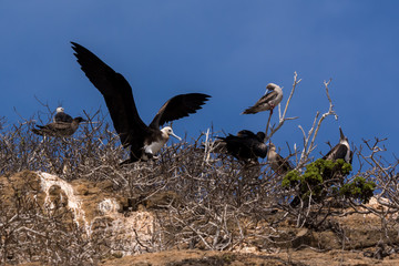 A juvenile Frigatebird (Fregata magnificens) landing in the Galapagos Islands.