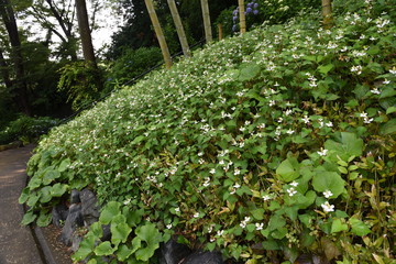 Houttuynia cordata has a strong odor, but it is also used in ingredients.
