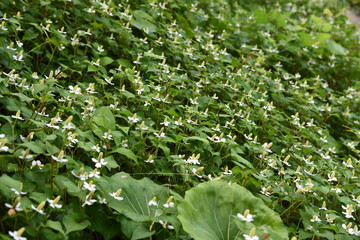 Houttuynia cordata has a strong odor, but it is also used in ingredients.
