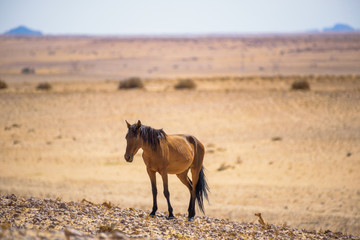 Wild horse of the Namib desert near Garub, south Namibia