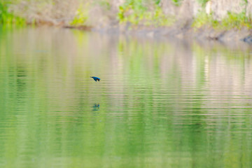 Birds in Danube Delta