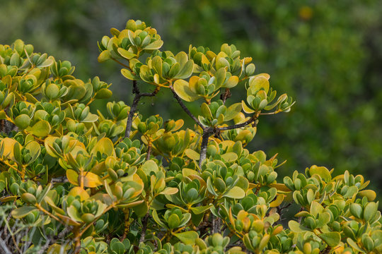 Ink berry bush on San Cristobal, Galapagos Islands, Ecuador.