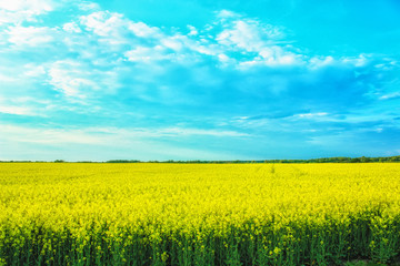 Obraz premium Incredible landscape with a yellow field of radish on a sunny day against the blue sky with clouds
