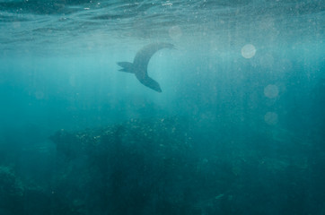 Galapagos Sea Lion swimming underwater in the Galapagos Island chain.