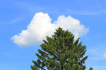 view of a christmas tree with cones on a blue sky background