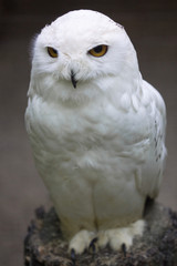 Schneeeule / Schnee Eule Nahaufnahme