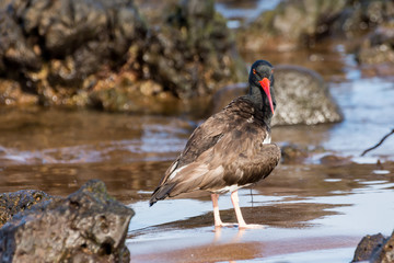 American Oystercatcher searching for food among the lava rock on a beach in the Galapagos Islands