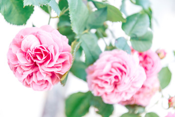 Rosen in pink, Grußkarte